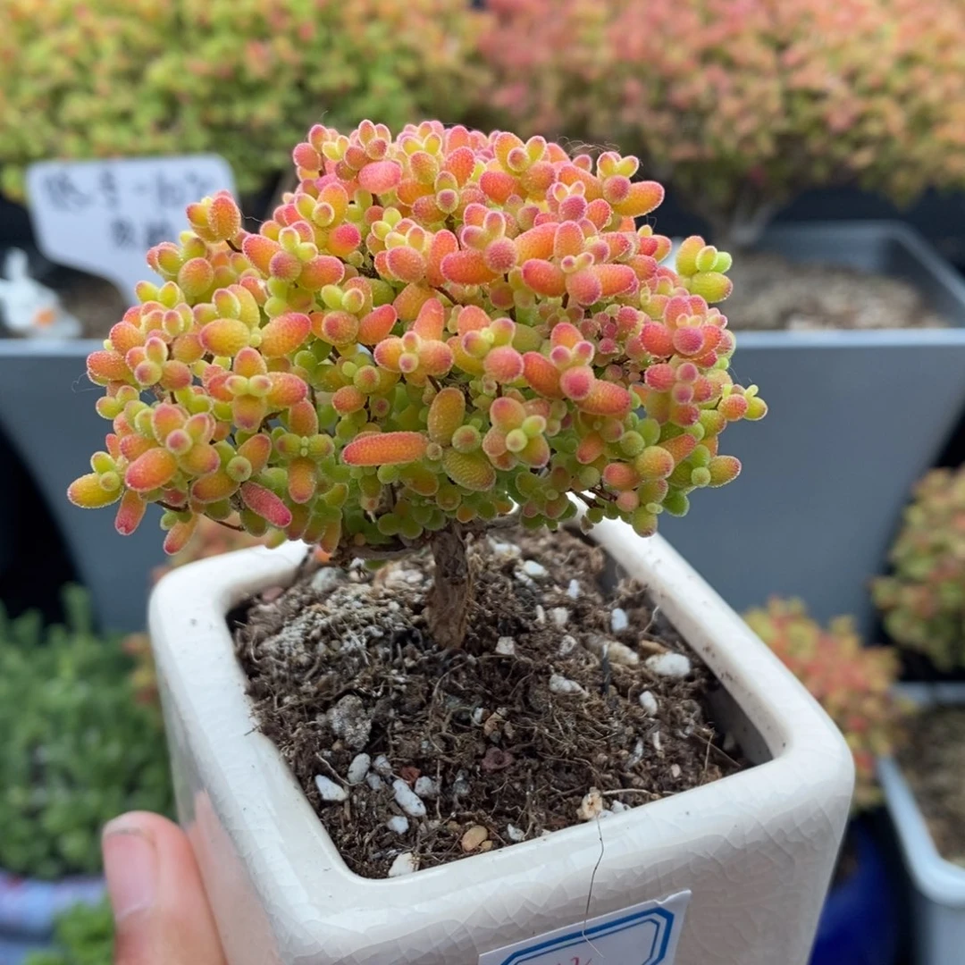 无花朵12号蜜橘糖球（带盆）