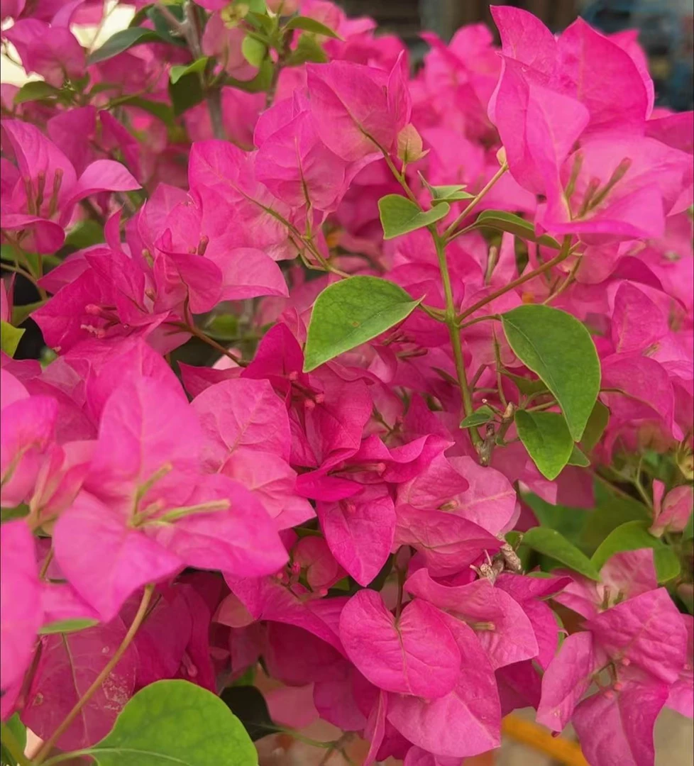 宫粉【量拍】三角梅品种苗勤花爬藤飘枝易活紫色开花植