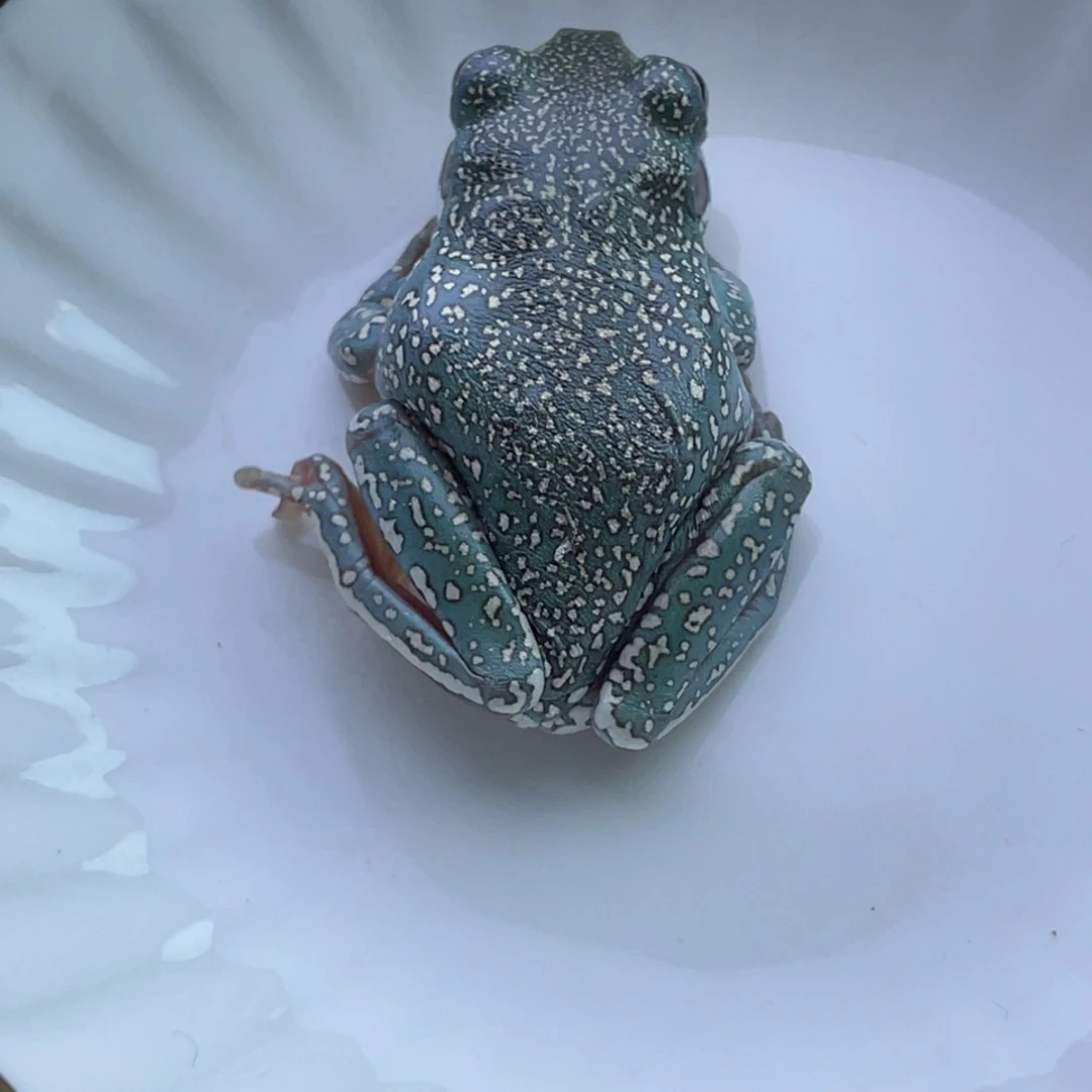 老爷树蛙背微突骨特价