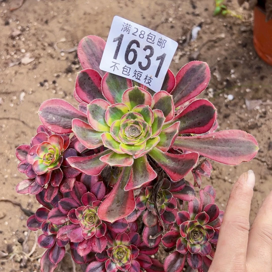 冰淇淋多肉植物法师1631