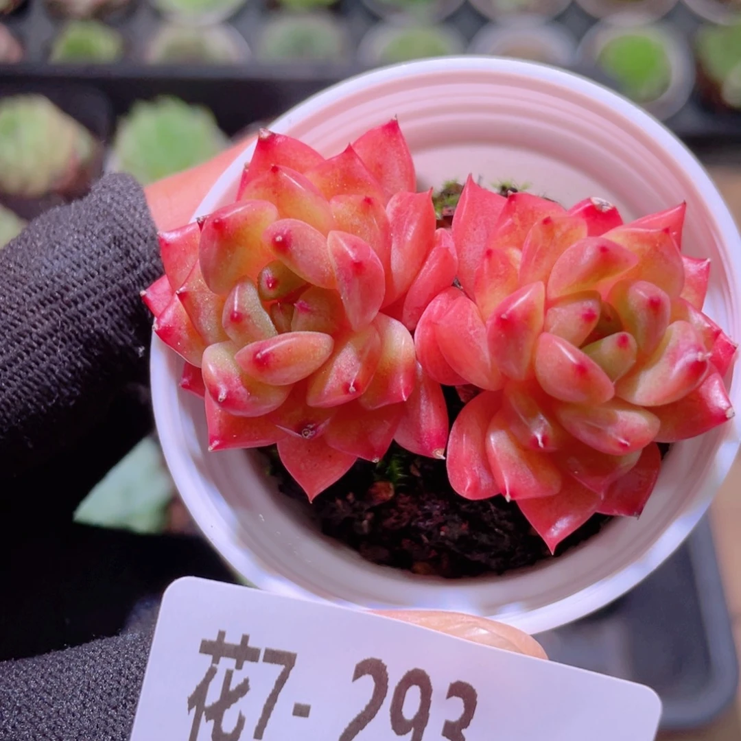 花利美7-293灵翠