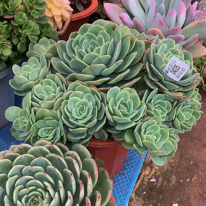 秋***和桃花坞04035多肉多肉