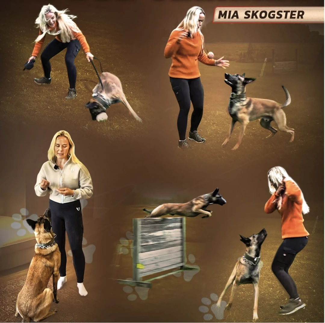 世界冠军米娅中文训犬教程终身更新