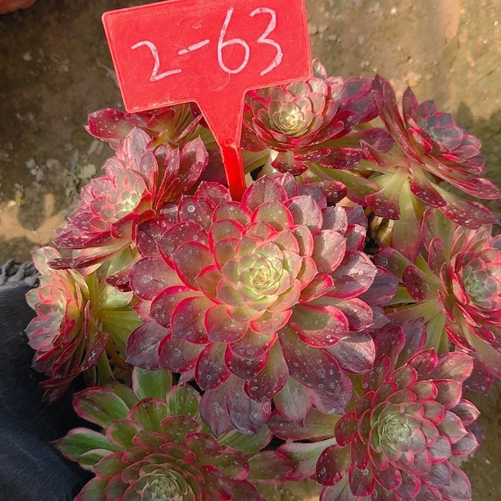 2-63莲花座多肉法师