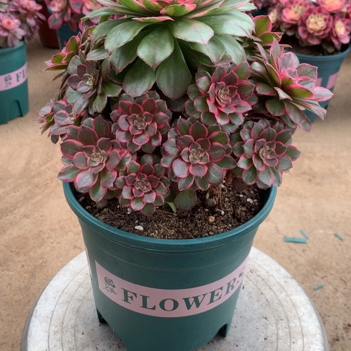 有****＞1186莲花座多肉植物