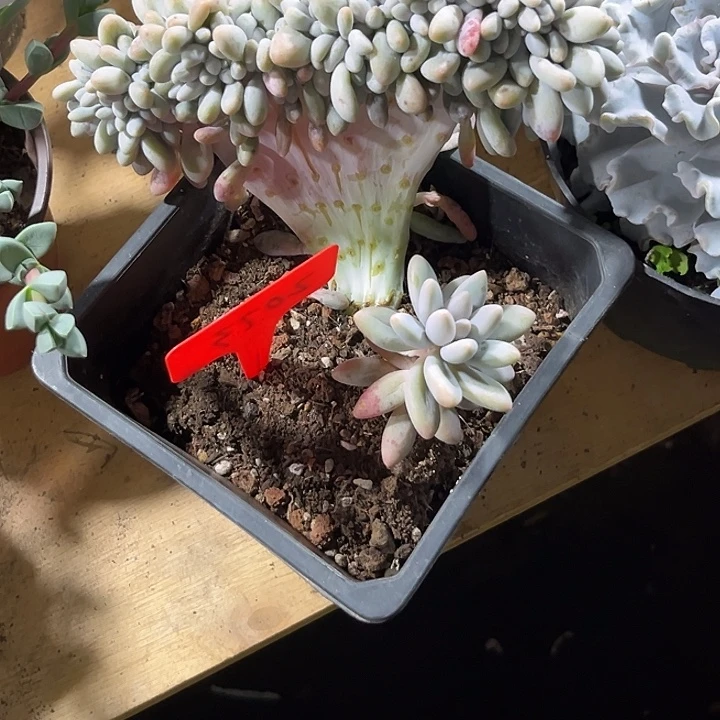 小****0000000000000000002073