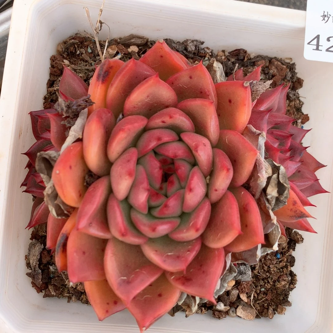 4298杂交多肉植物