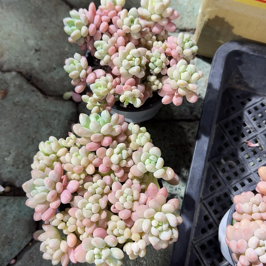 鱼子酱多肉植物精品