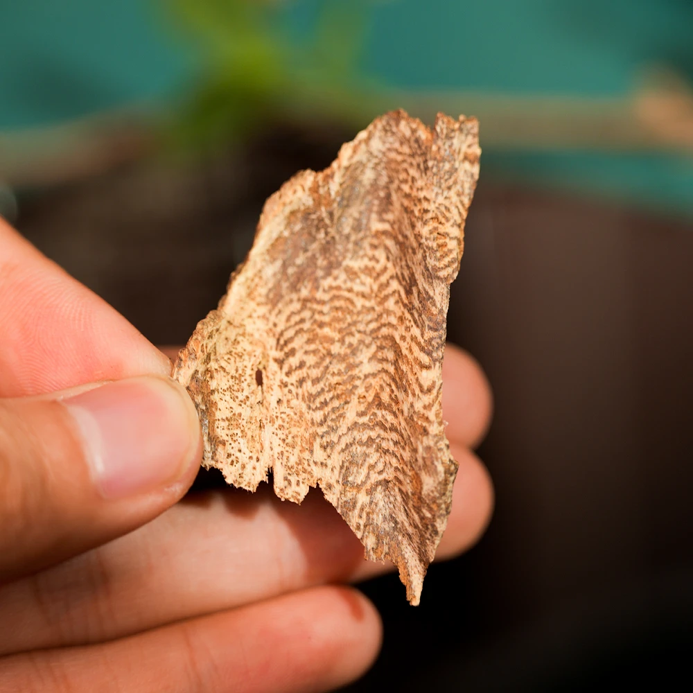 东加檀 ·  （整料沉水香镯）红肉香薰香料