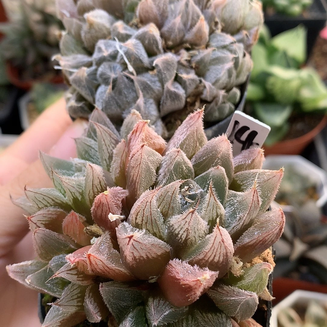 毛玉露带盆土发货lllwww