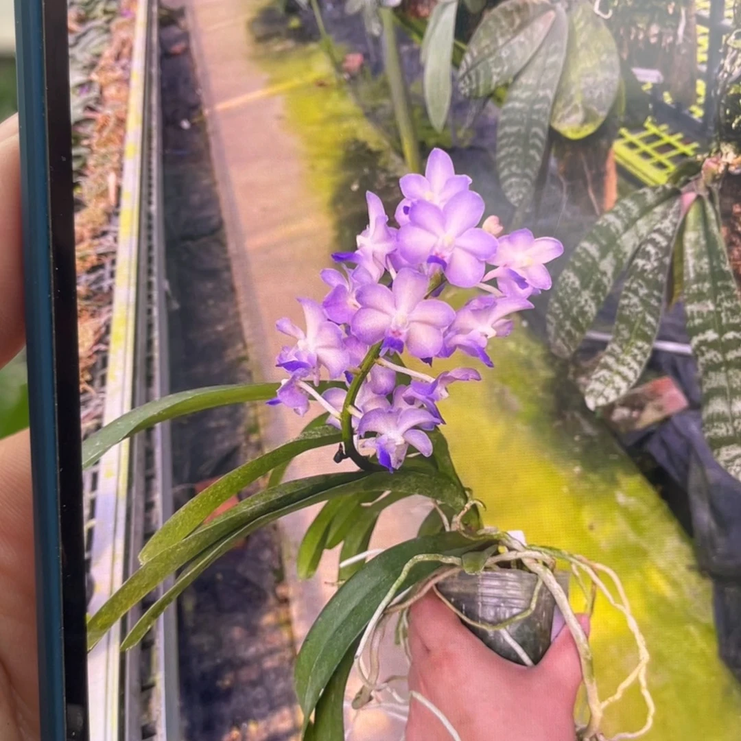 完全开放蓝色柠檬，4寸杯冒梗苗