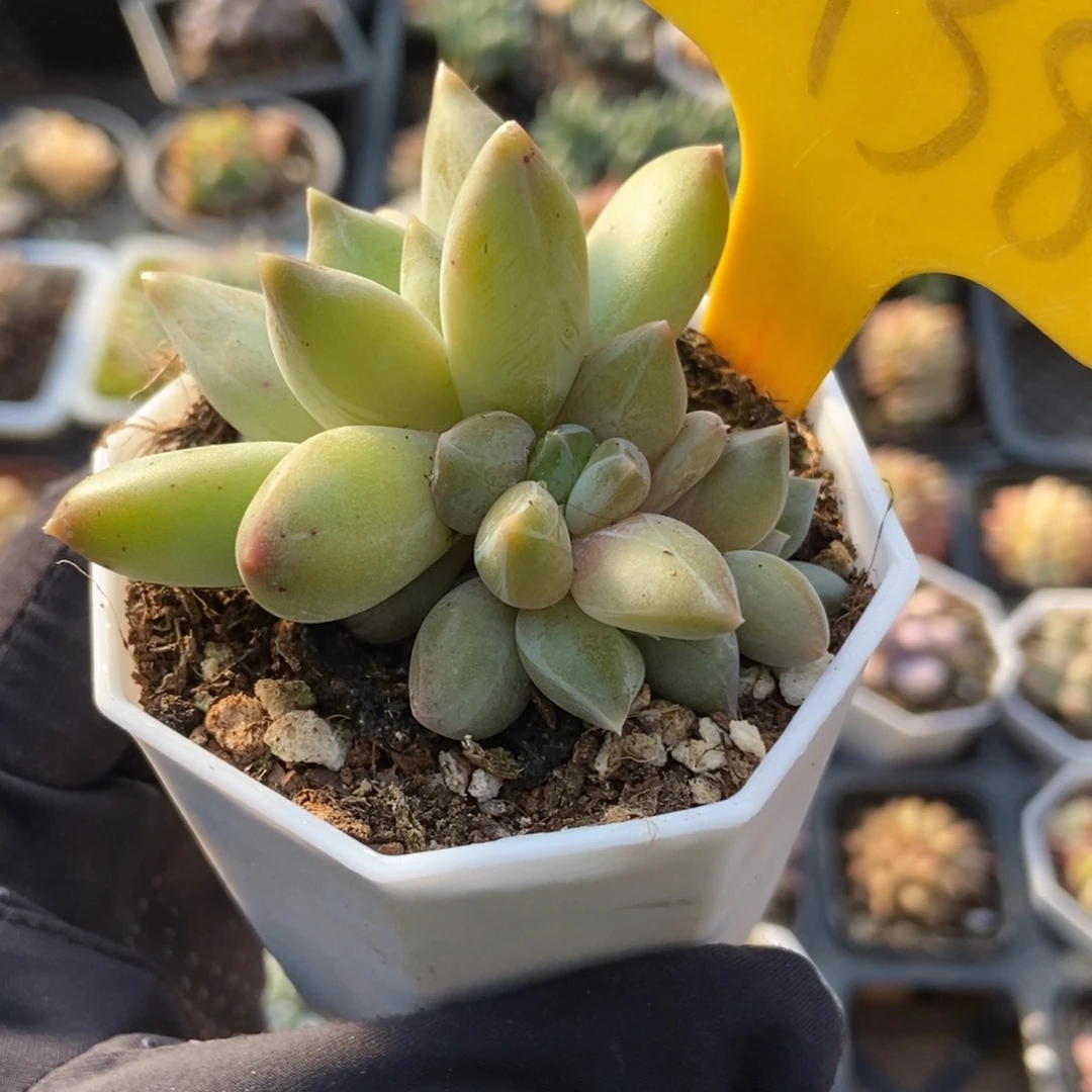 1938重楼多肉植物