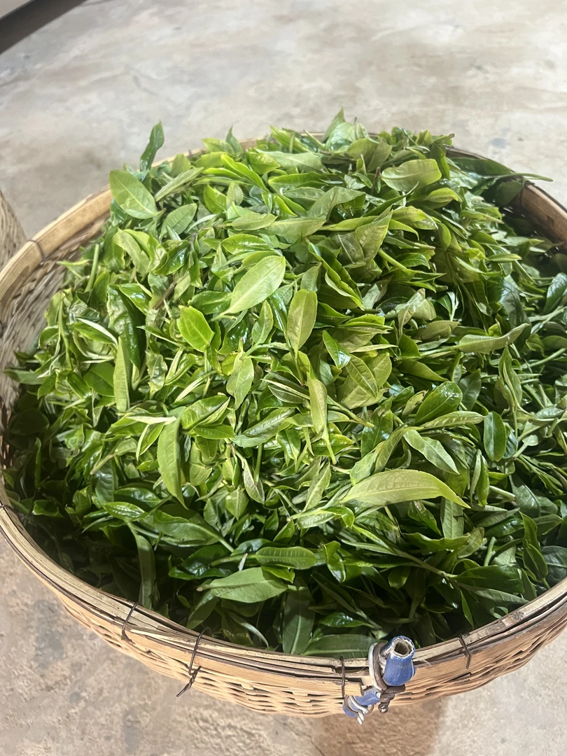 2024年 老班章 南边向阳地  古树 秋茶