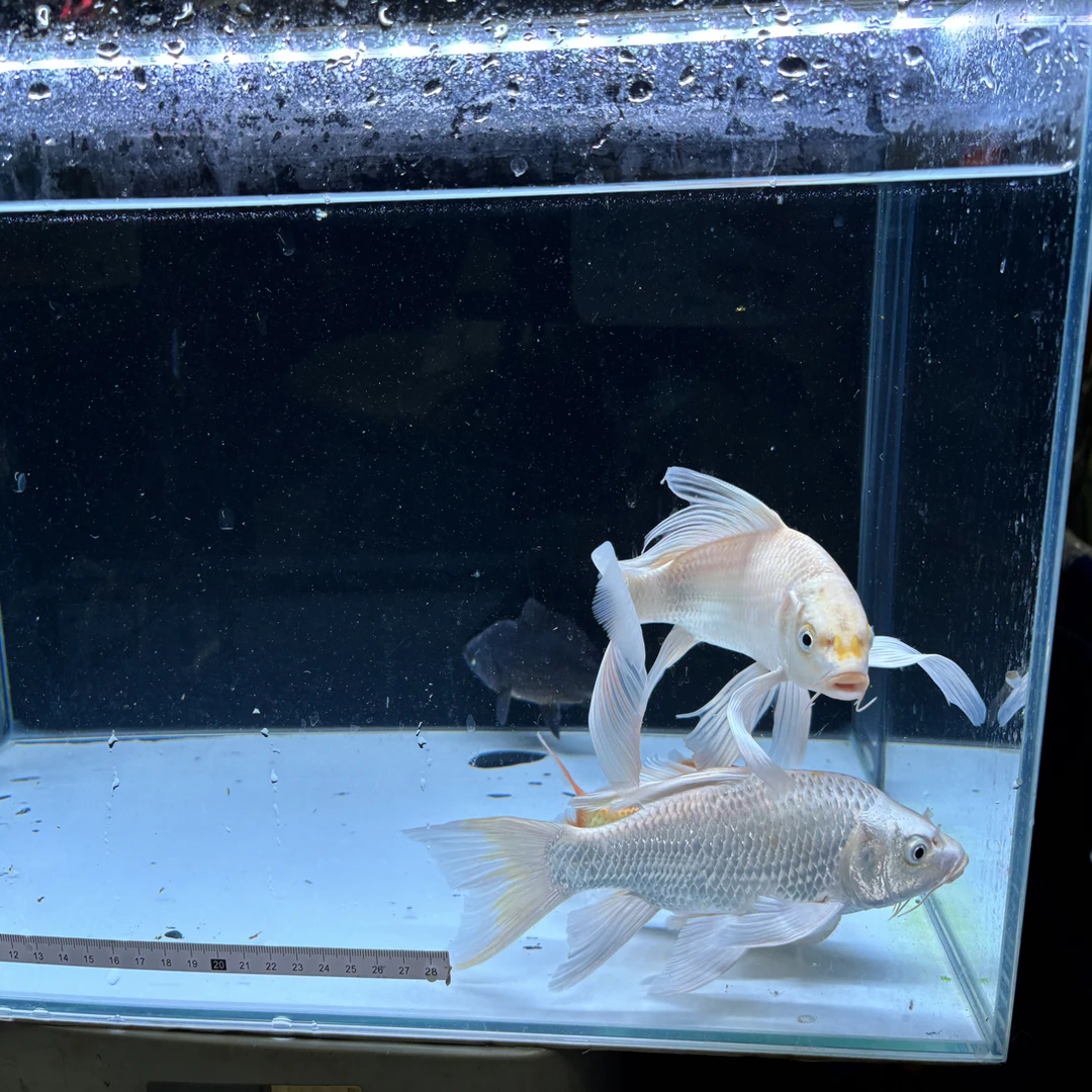 蝴蝶鲤精品普身普短纯种观赏鱼冷水鱼锦鲤鱼苗