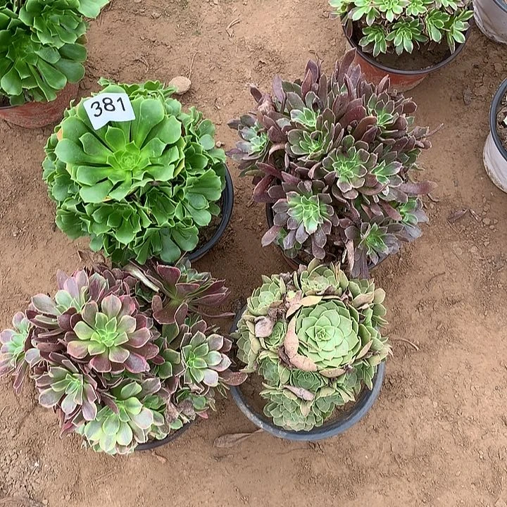 无花朵381四颗多肉植物组合