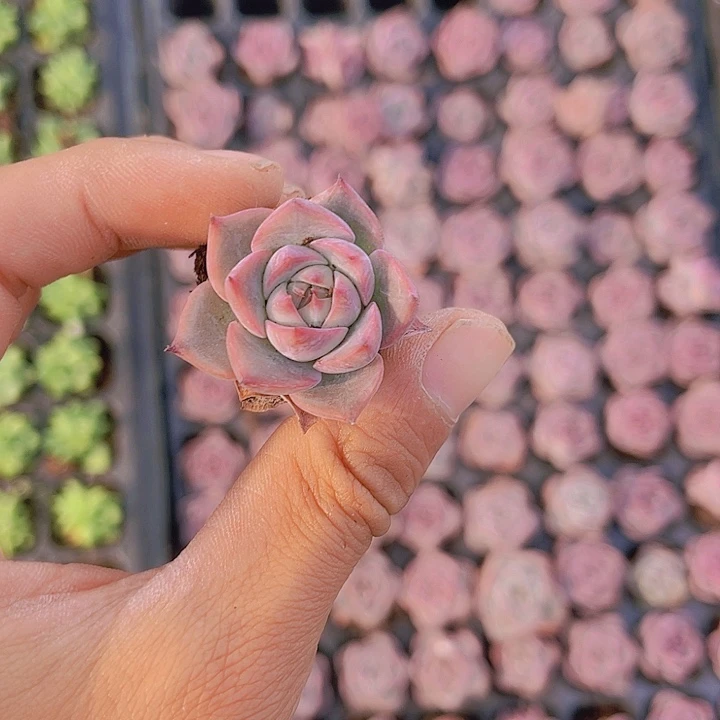 精品卡洛琳多肉植物