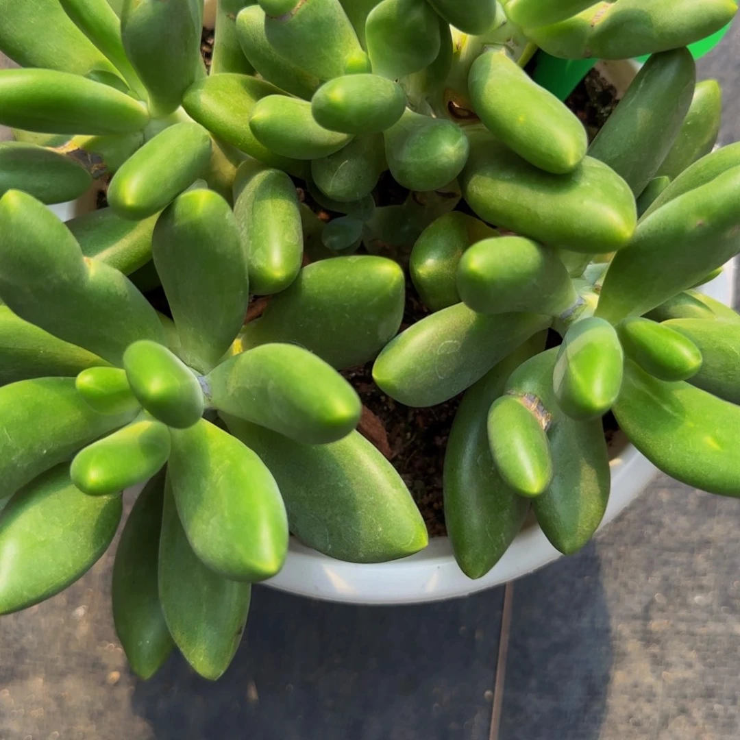 无花朵余*D70，芒果奶爆崽