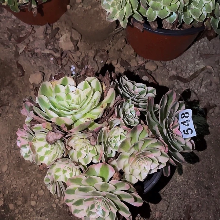 548荔枝多肉植物不售后