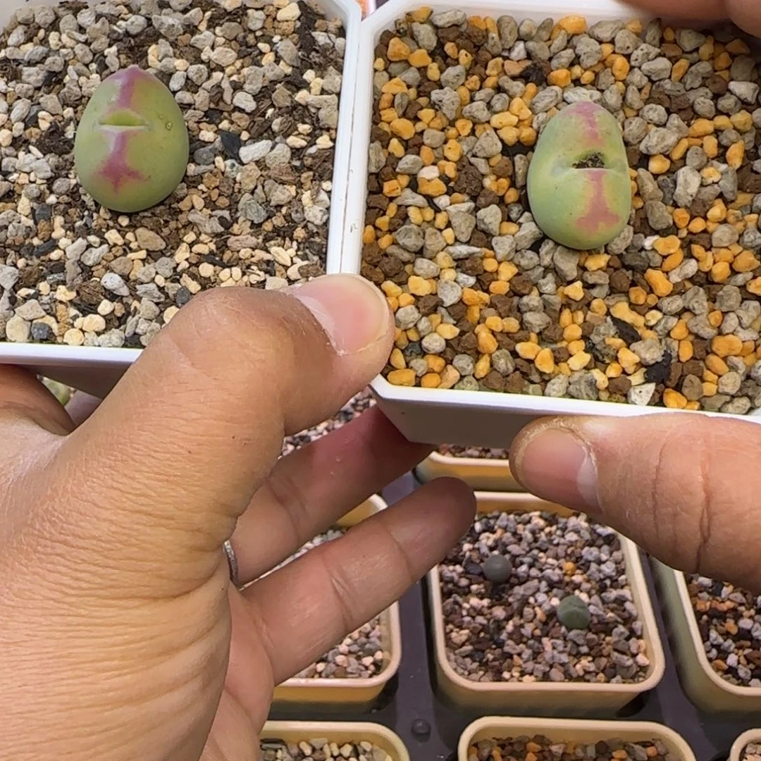 锦***王桃太郎杂多肉植物一颗