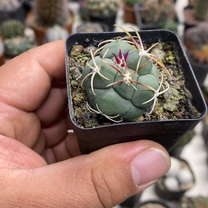 实生菲冠龙特价福利