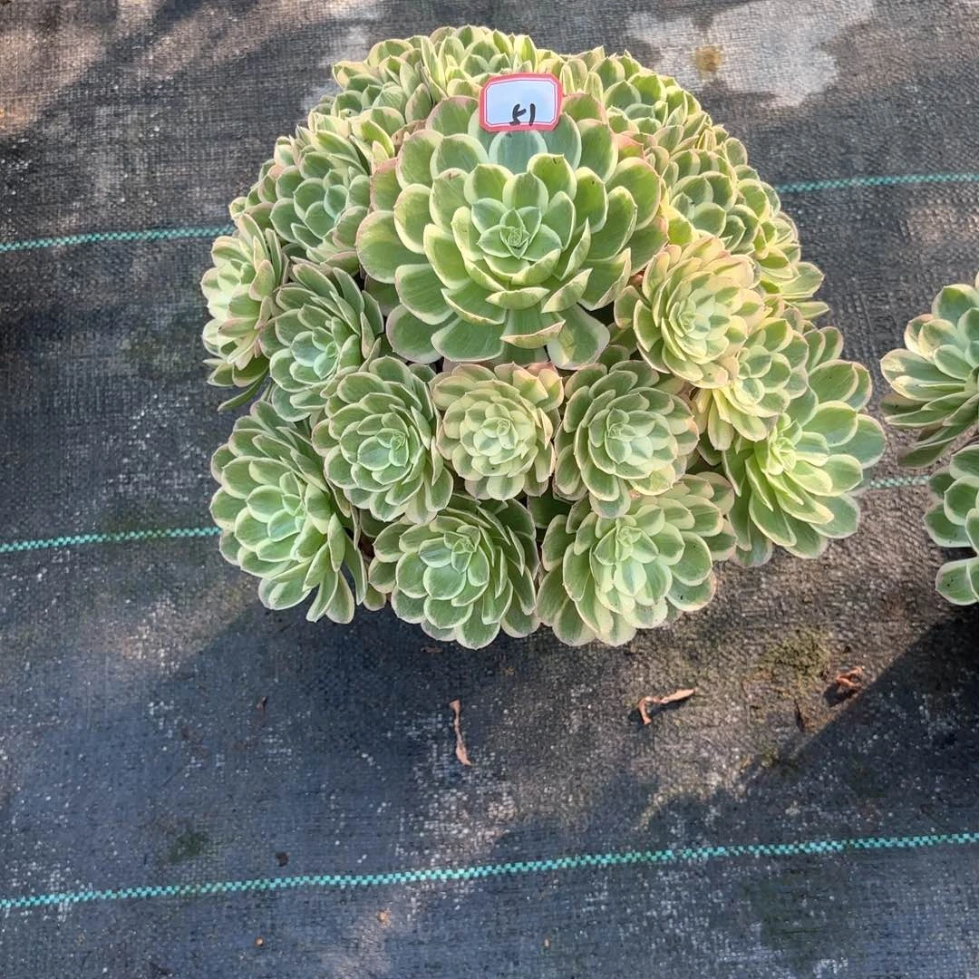全部花朵红*儿51孔雀翎多肉植物
