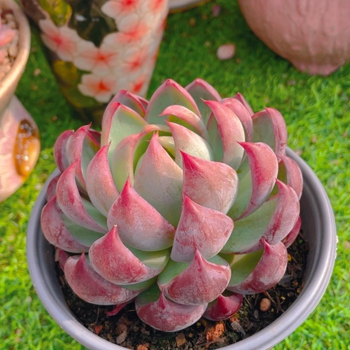 谢谢你的支持00000018