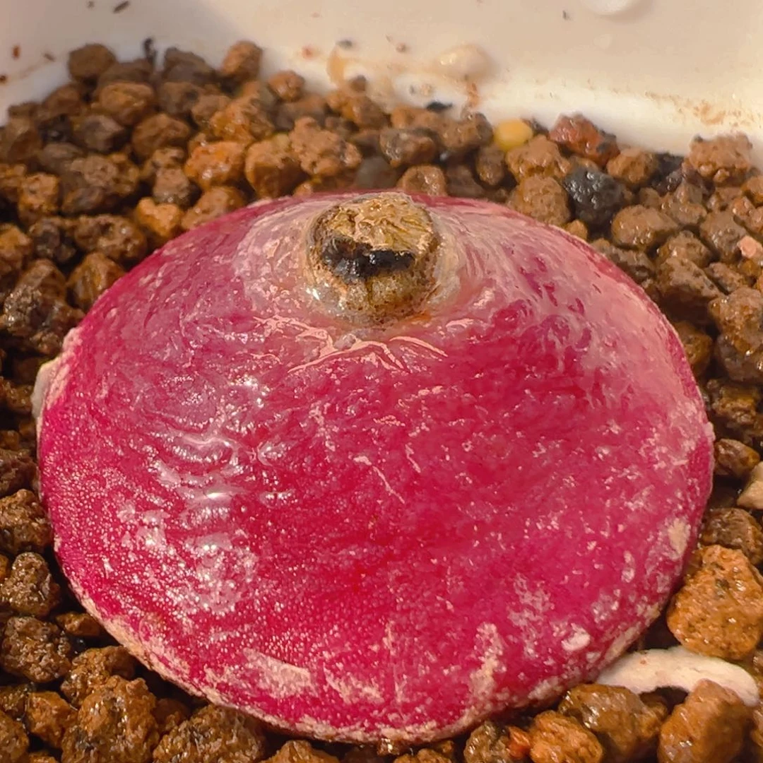 31多肉植物百科大灯泡