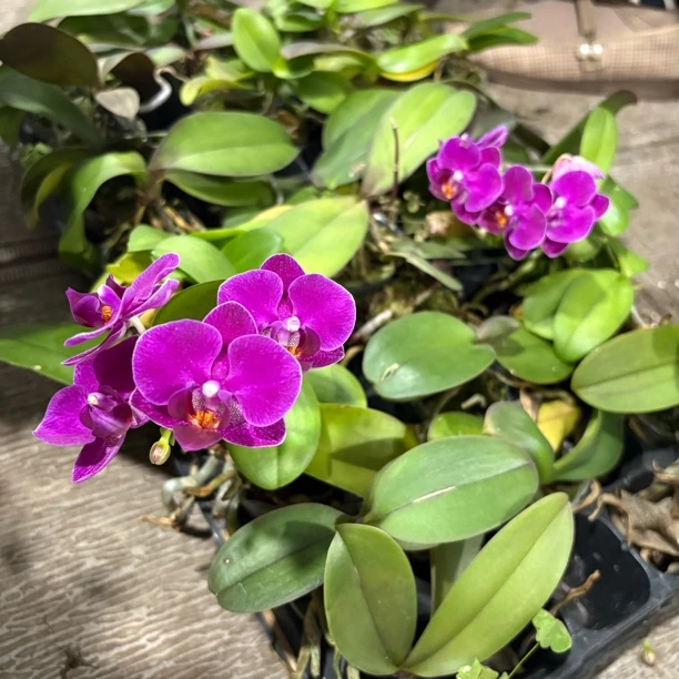 蝴蝶兰苗1.7寸杯拍一发六到手六颗带花或者不带花发货