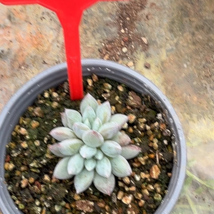 人鱼公主一物一拍731