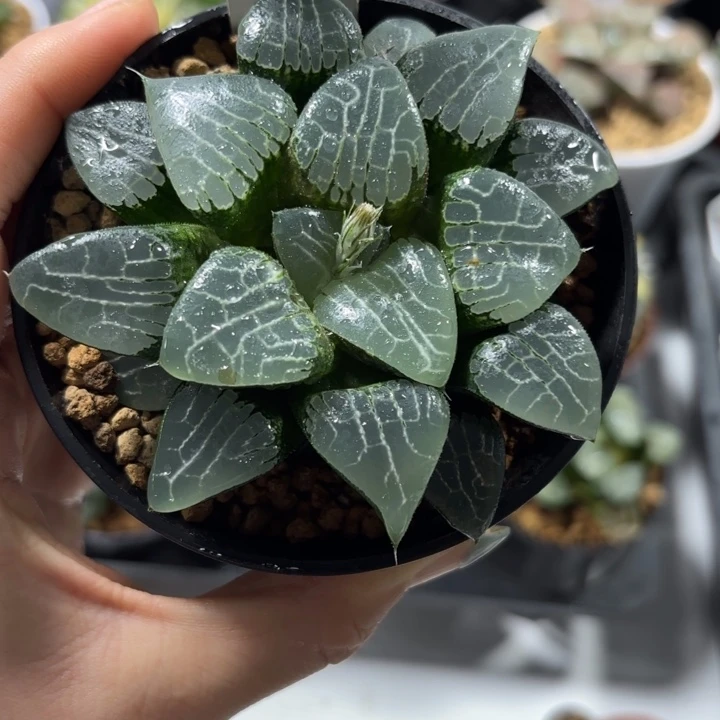 母本月影寿多肉植物