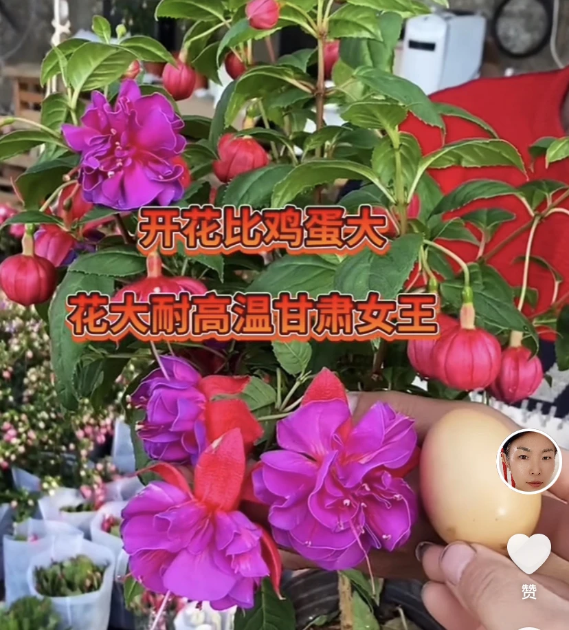 倒挂金钟甘肃女王大花紫色