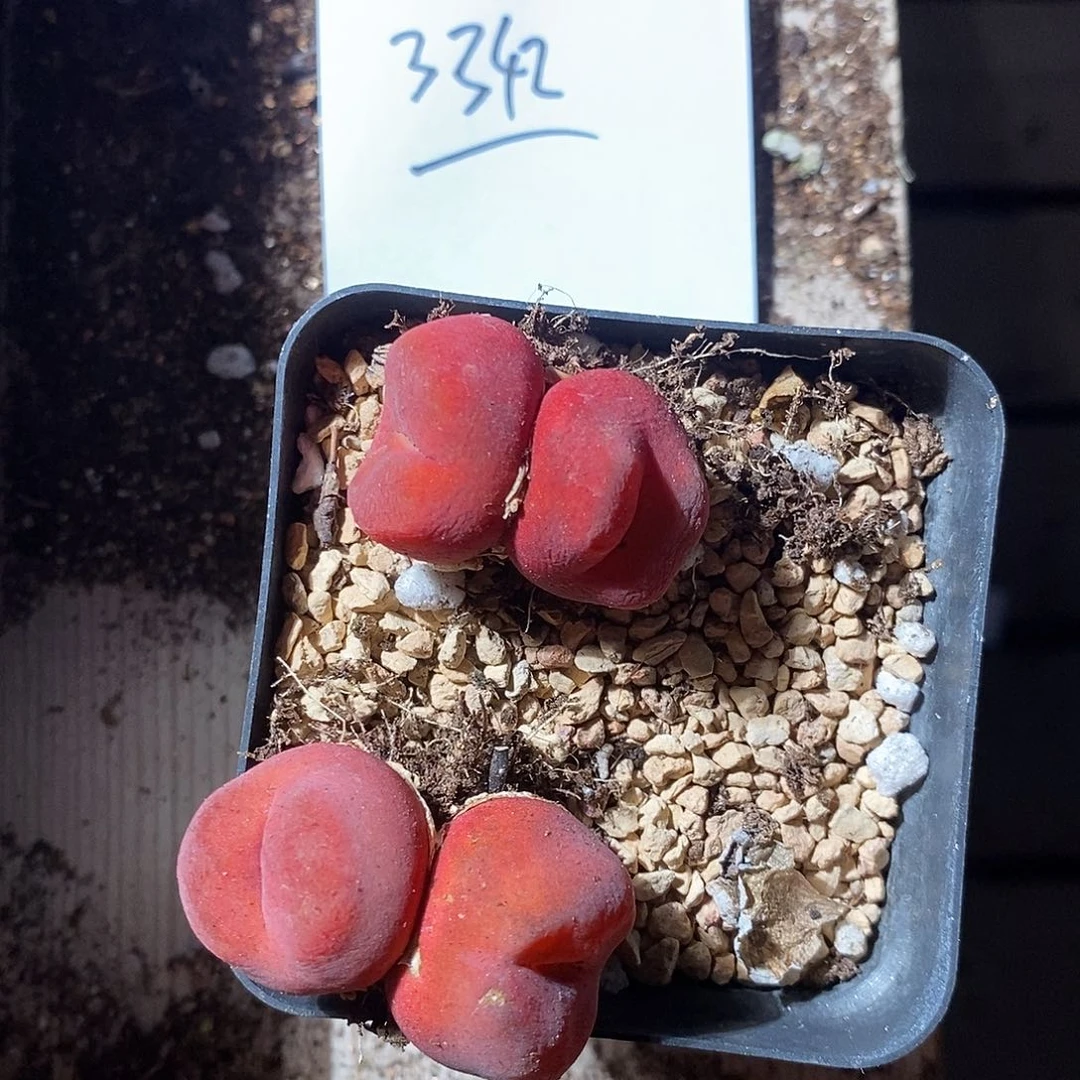 淘***儿3342。     一组。