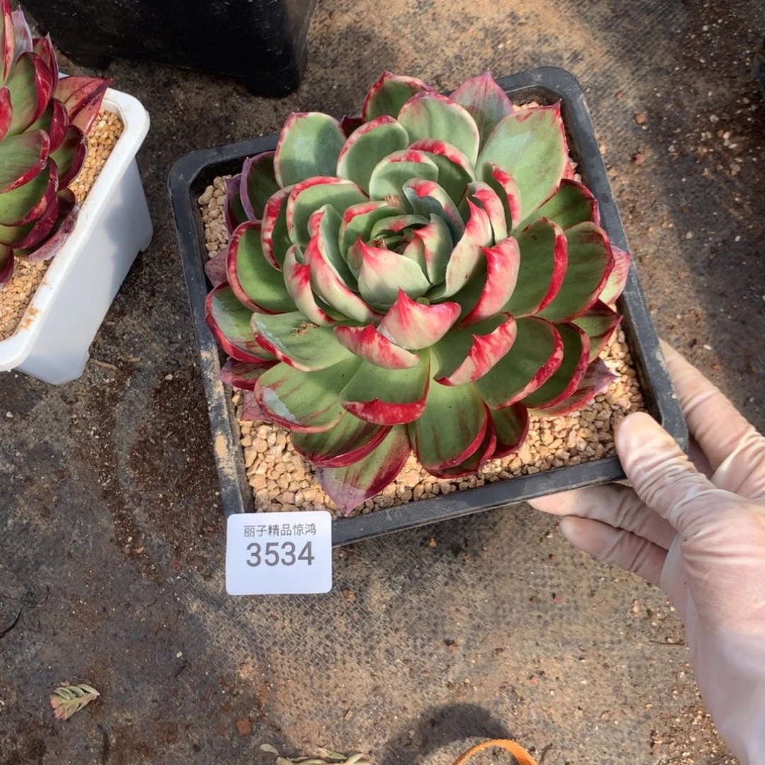 静***变3534一物一拍16厘米