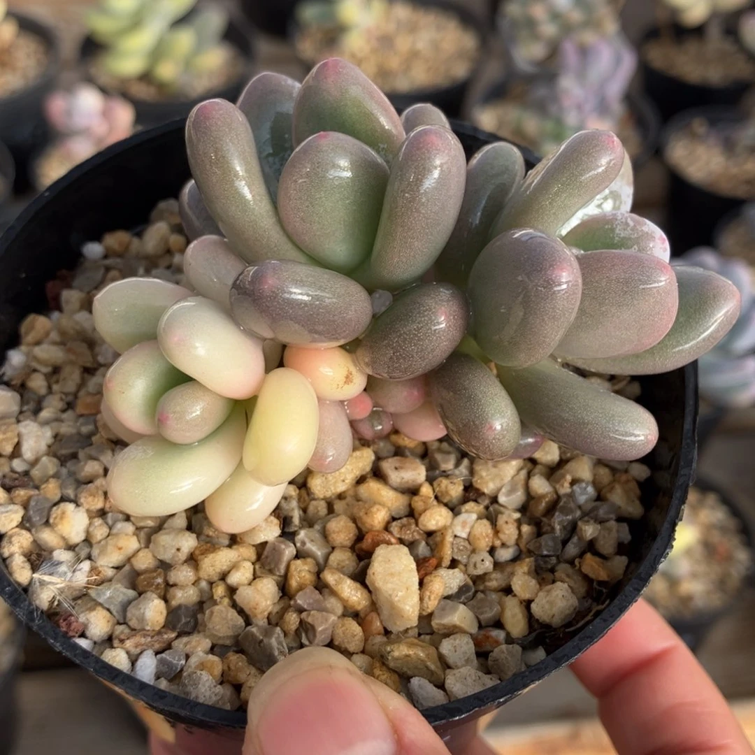 奶酪锦 一物一拍不支持退换