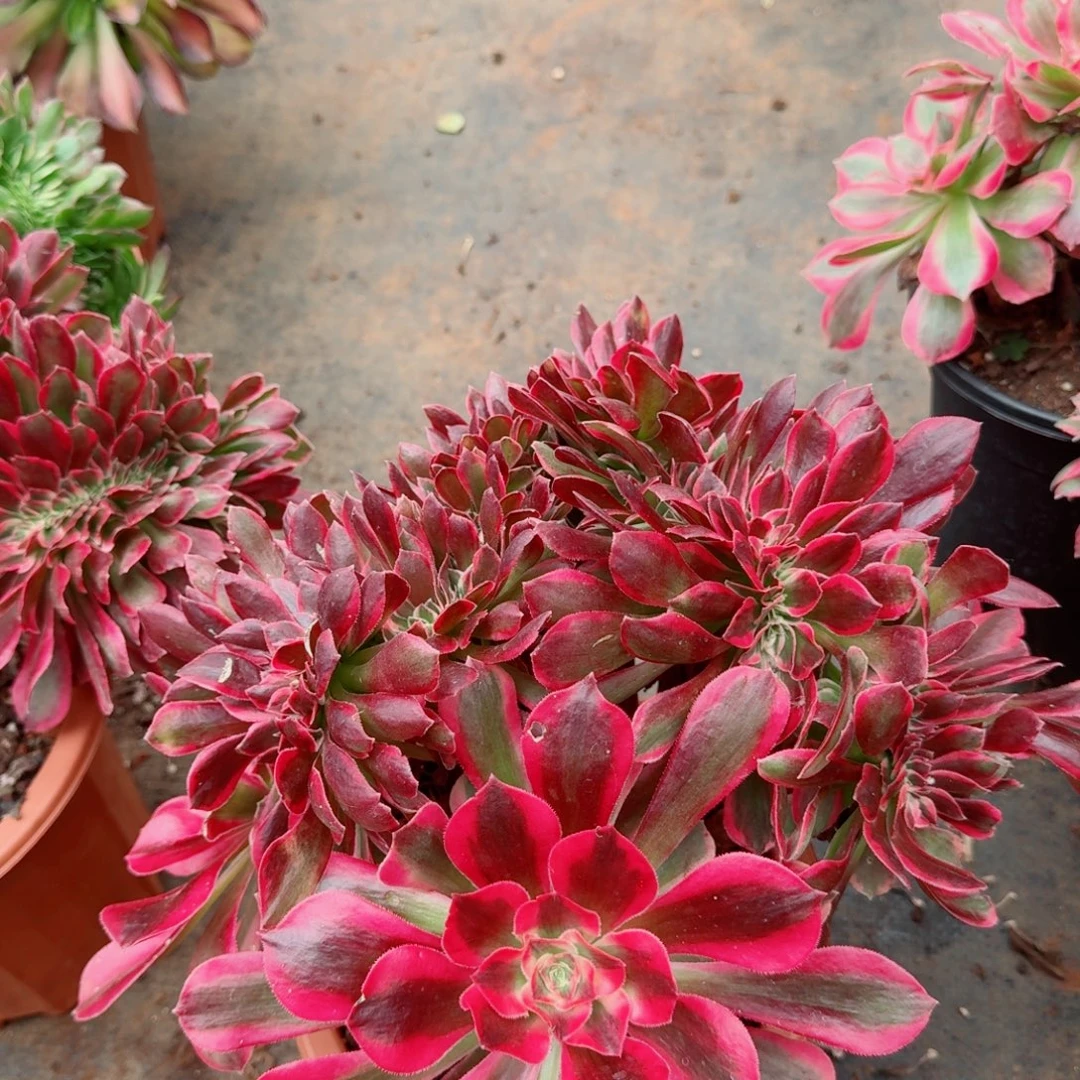 664粉女郎缀化多肉植物满28包邮