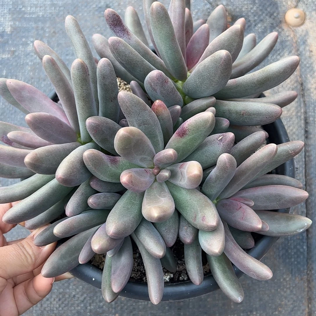 糖果美人，一物一拍