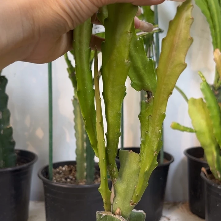 当前无花栽培后可以开花367