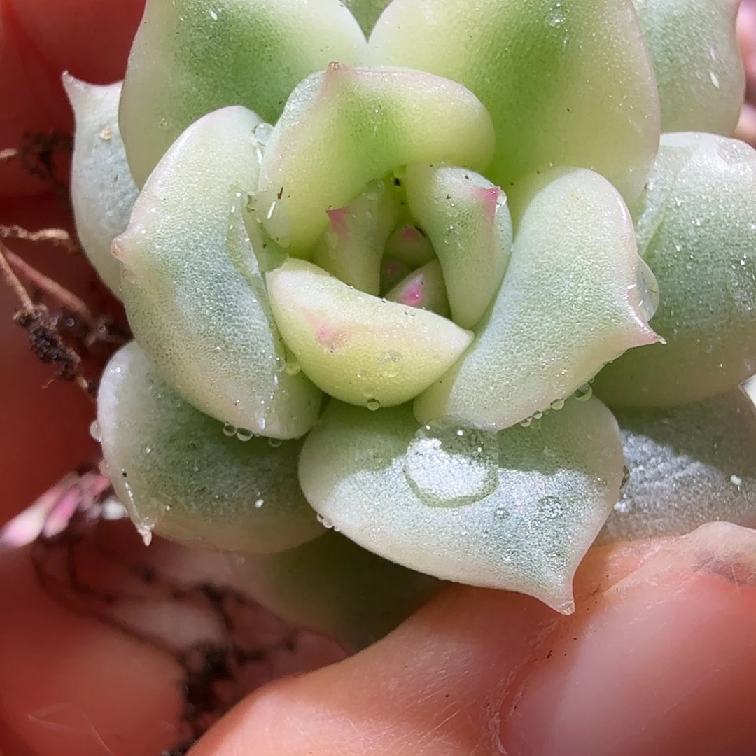 ****葱珍妮锦，多肉植物。一个头