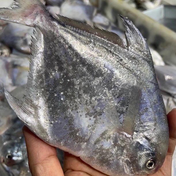 J广东汕尾本港野生流网白鲳鱼