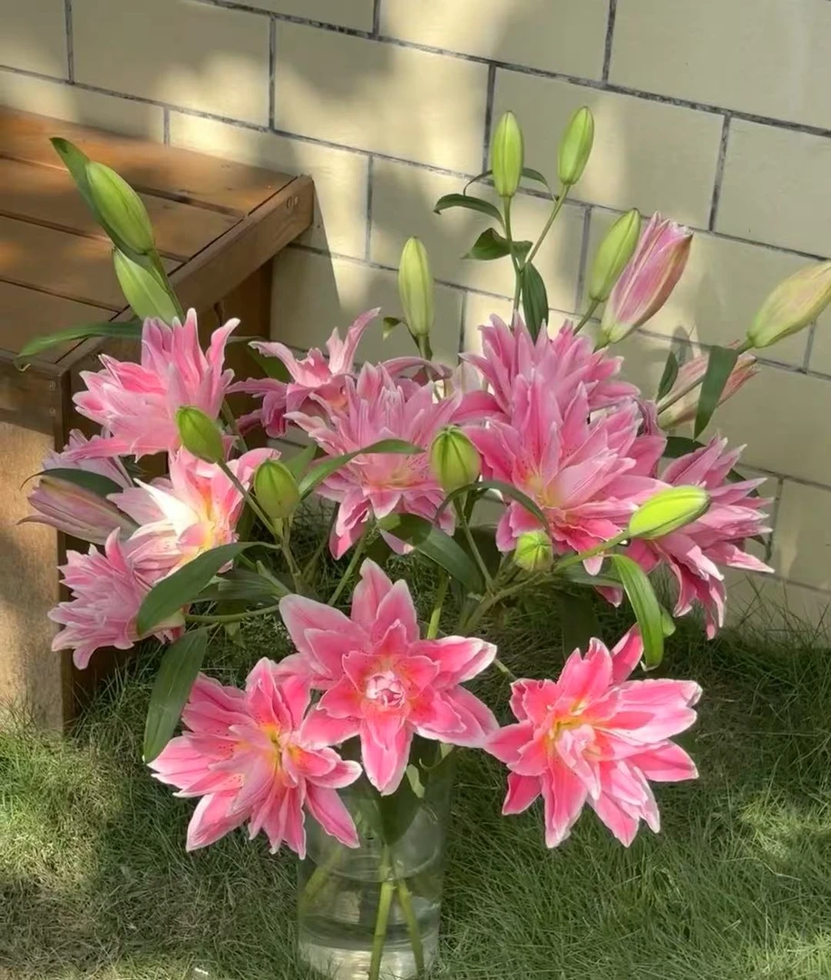 【红美人重瓣百合】云南鲜切花 高品质生活瓶插花 基地直发