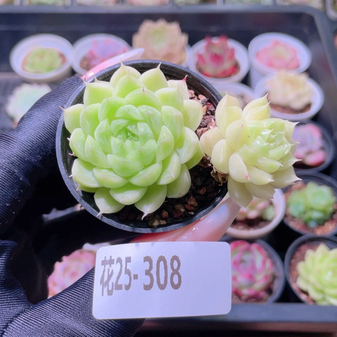 花利美25-308麦秆