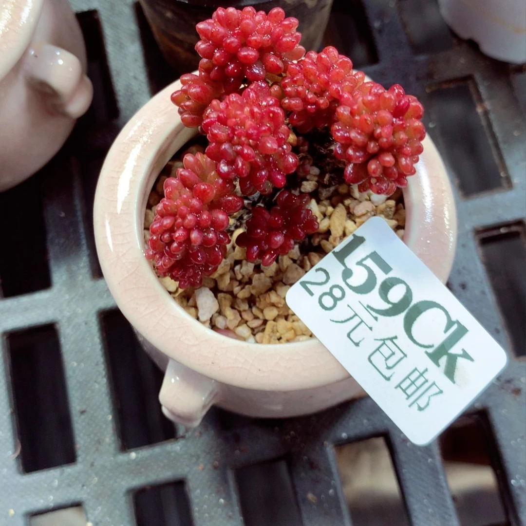 5厘米盆精控多肉159