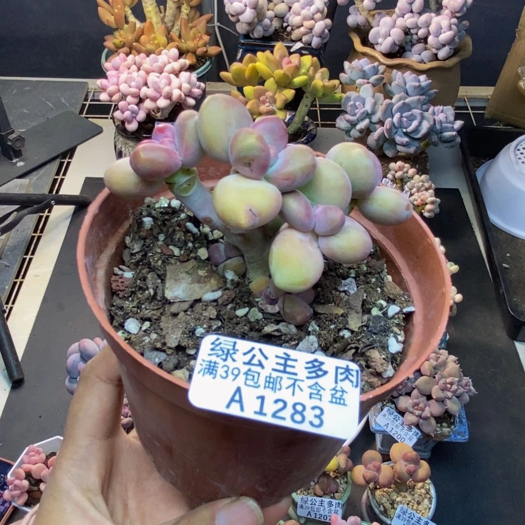 283芒果奶多肉7c m