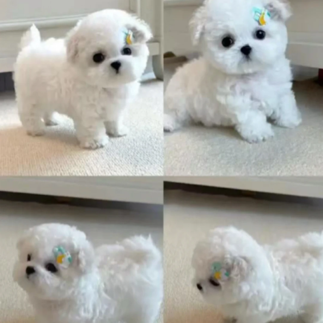 【七月】宠物狗狗活体全款链接