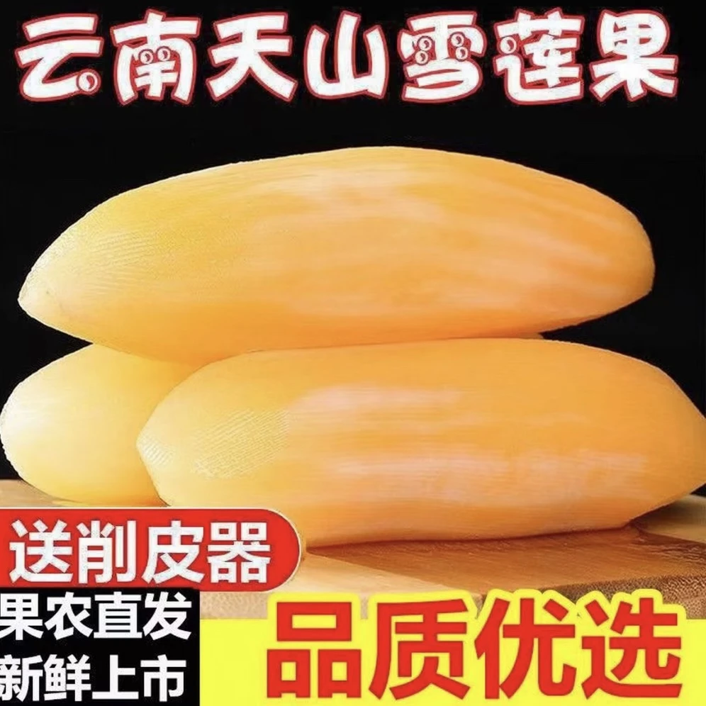 云南天山黄心雪莲果新鲜现挖清甜脆爽多汁应季水果送削皮刀