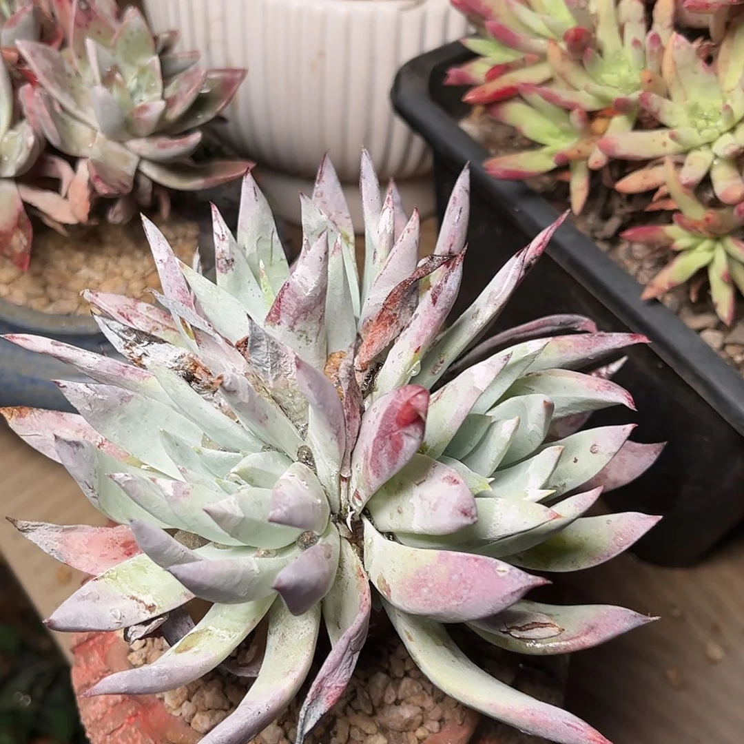 8655阿金你仙女杯多肉