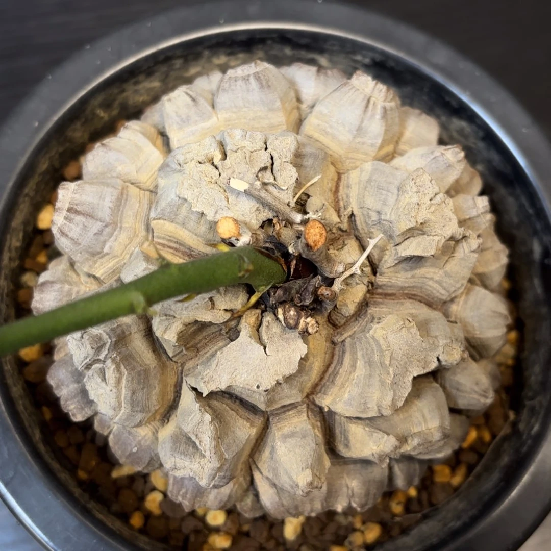 3号龟甲龙带盆包邮