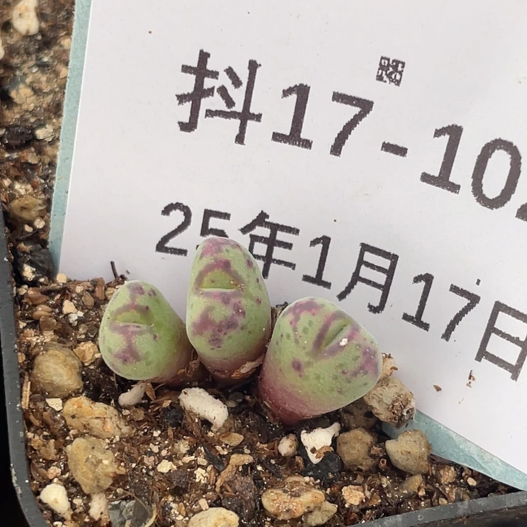 17-102平头斑马多肉植物