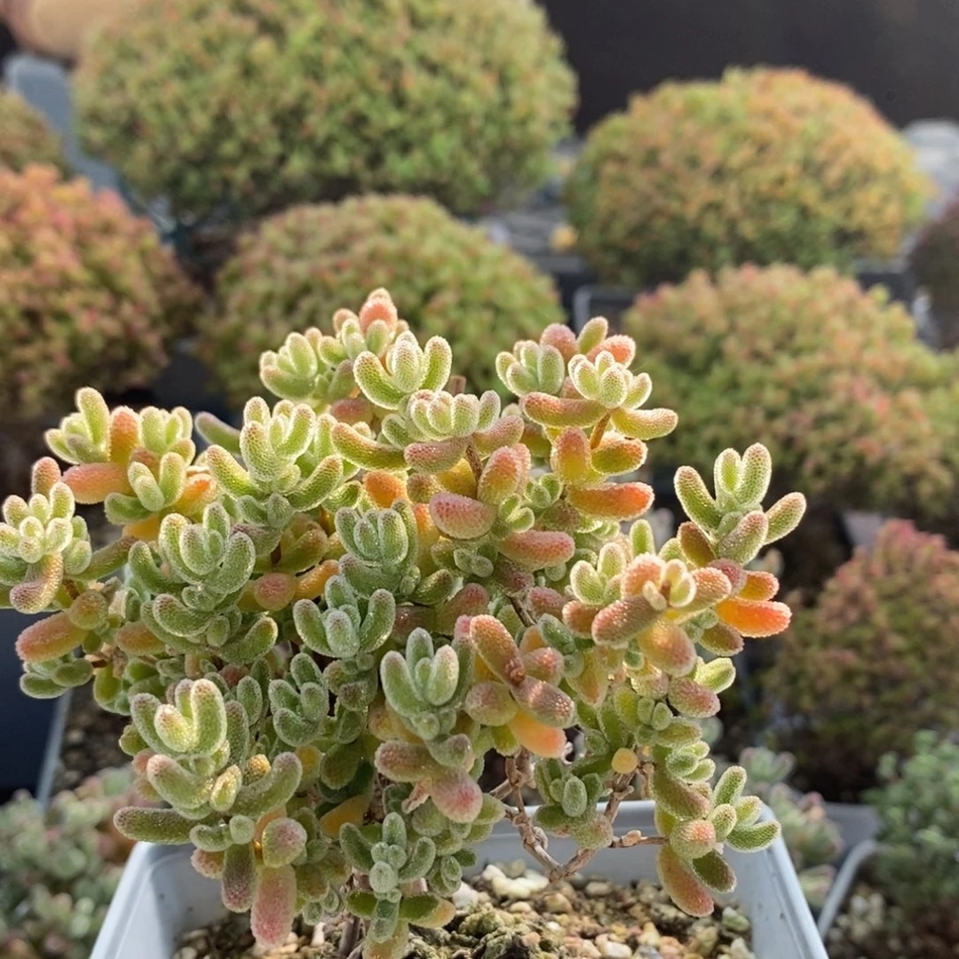 柠***冰冰红2612枝干番杏