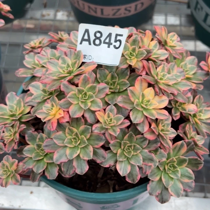 845甜茶20厘米左右